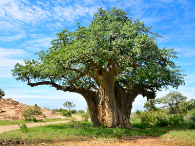 Adansonia digitata BD source